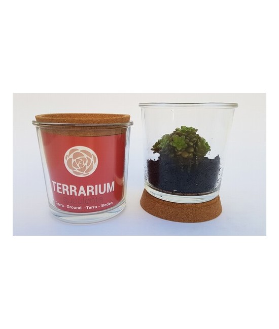 Las plantas suculentas son fáciles de cuidar y producirán brotes que continuarán llenando su terrario o simplemente puede corta