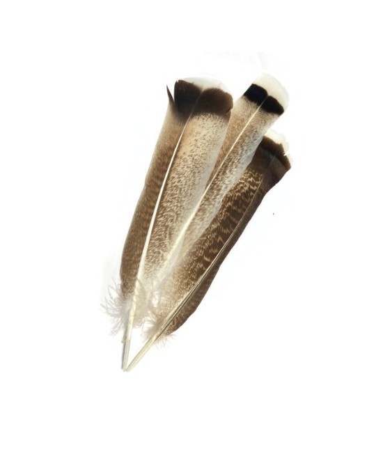 TRI.PLUMA MANCHADA 25-30 CM. 1 UNID.