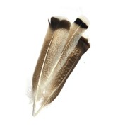 TRI.PLUMA MANCHADA 25-30 CM. 1 UNID.