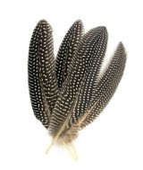 TRI.PLUMA PEQUEÑA PUNTOS  20-25 CM. 1 UNID.
