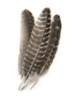 TRI.PLUMA RAYAS  20-25 CM. 1 UNID.