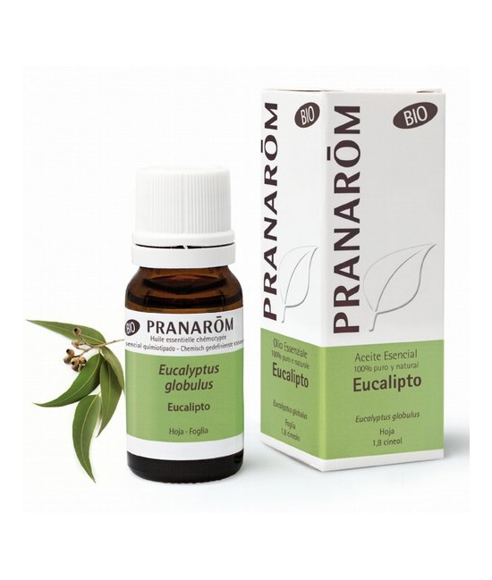 Eucalyptus globulus
Muy extendido por todo el mundo (España, Chile, India, China...) y muy utilizado por sus propiedades curat