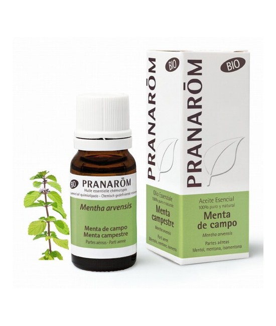 Mentha arvensis
"Originarias de Europa, las mentas se han extendido por todo el globo hasta América del norte, Australia y Jap