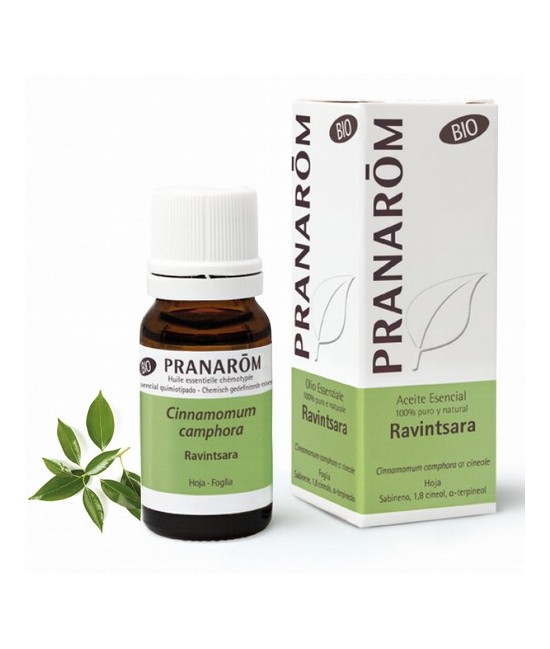 Cinnamomum camphora ct cineole
Originario de Madagascar y denominado también Cinnamomum camphora quimiotipo cineol, crece silv