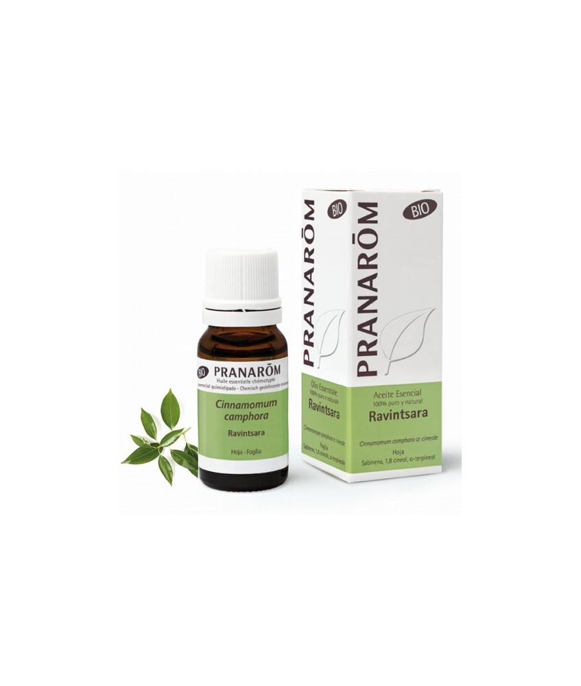 Cinnamomum camphora ct cineole
Originario de Madagascar y denominado también Cinnamomum camphora quimiotipo cineol, crece silv