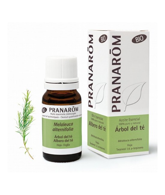 Melaleuca alternifolia
El árbol de té es un aceite esencial con una enorme reputación. Se encuentra en un gran número de produ
